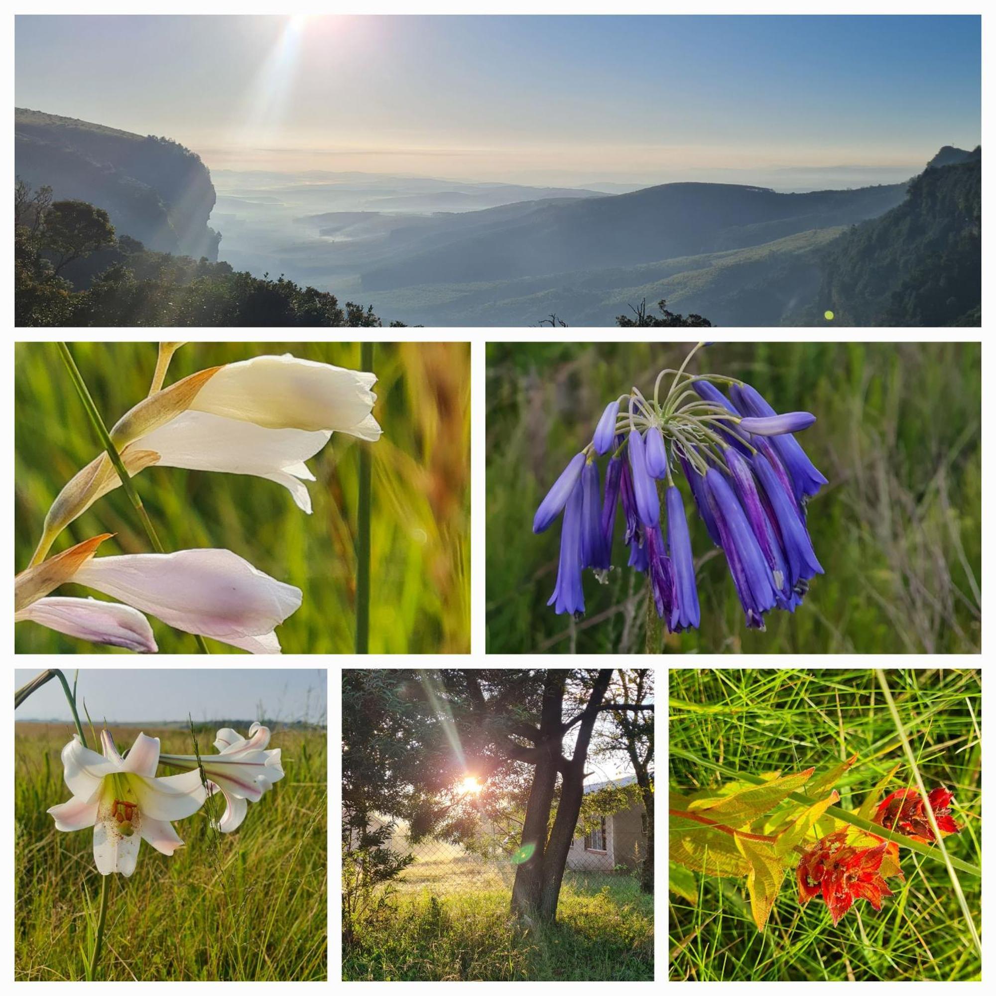 Mosswood Bed & Breakfast Graskop Εξωτερικό φωτογραφία